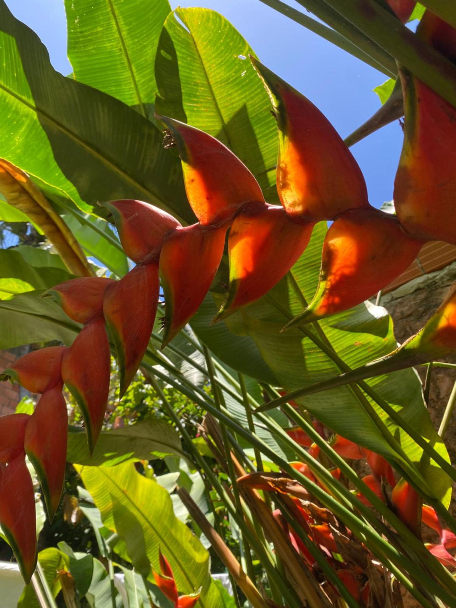 Tropicalia Hostel E Pousada Itacaré Zewnętrze zdjęcie